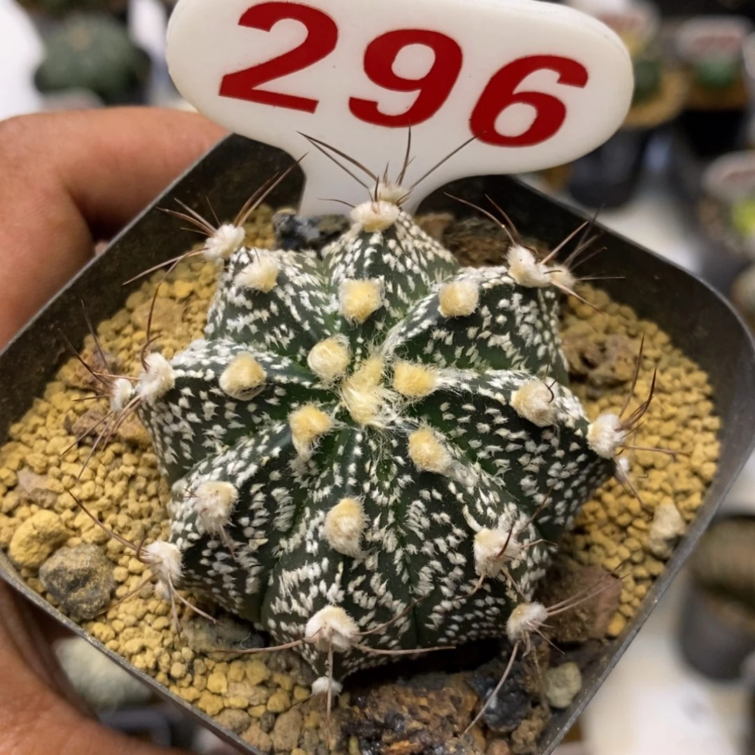 296福利武者兜福利特价咯
