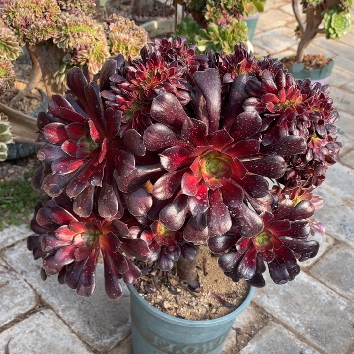 法师老桩缀化花纳