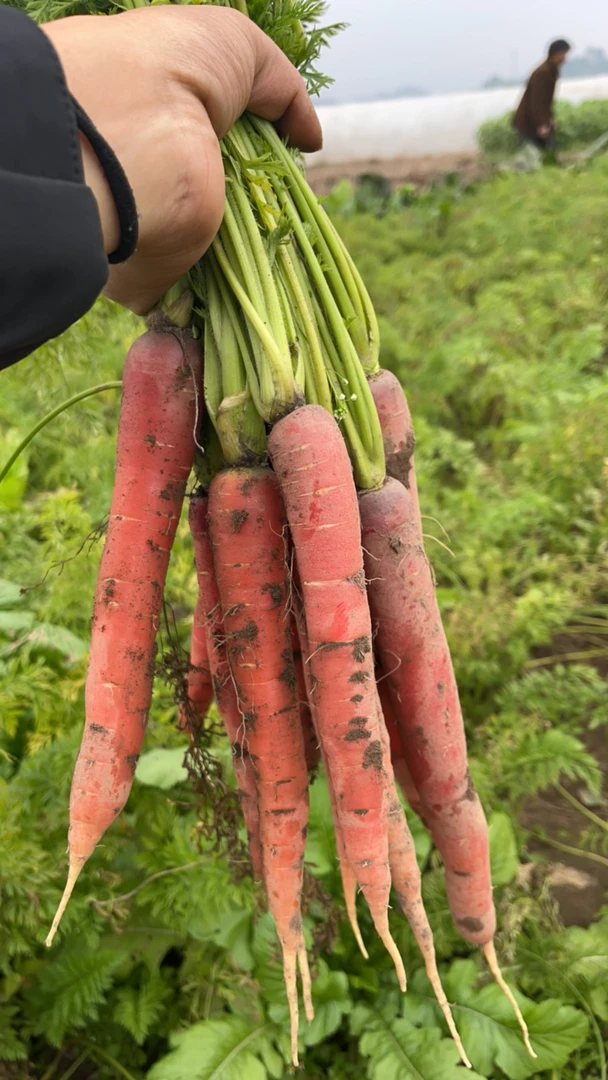 峨眉山 水果胡萝卜 有大有小 乡村赶集 农户鲜摘 胡萝卜