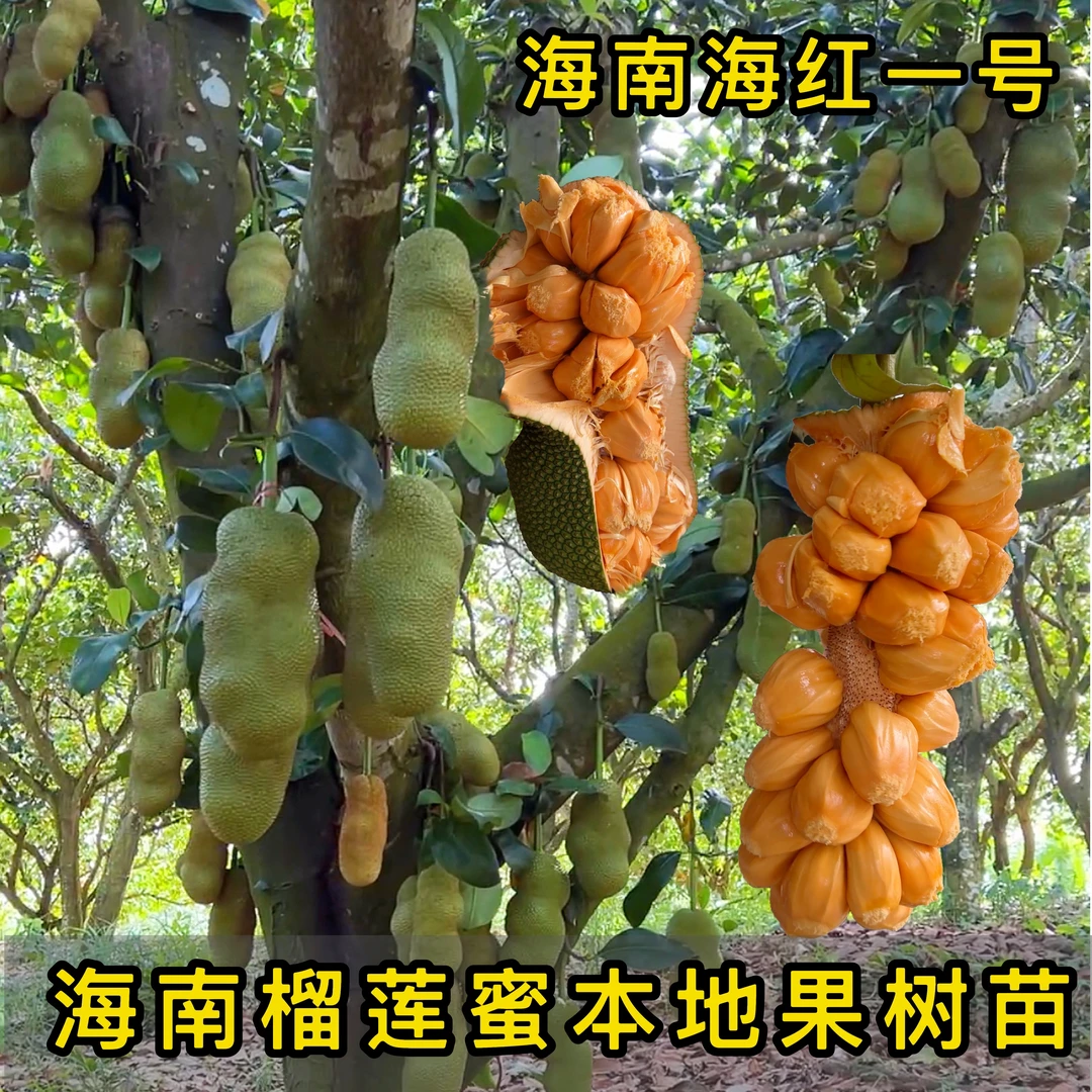 海南保亭本地榴莲蜜海红一号榴莲蜜果苗京东包邮