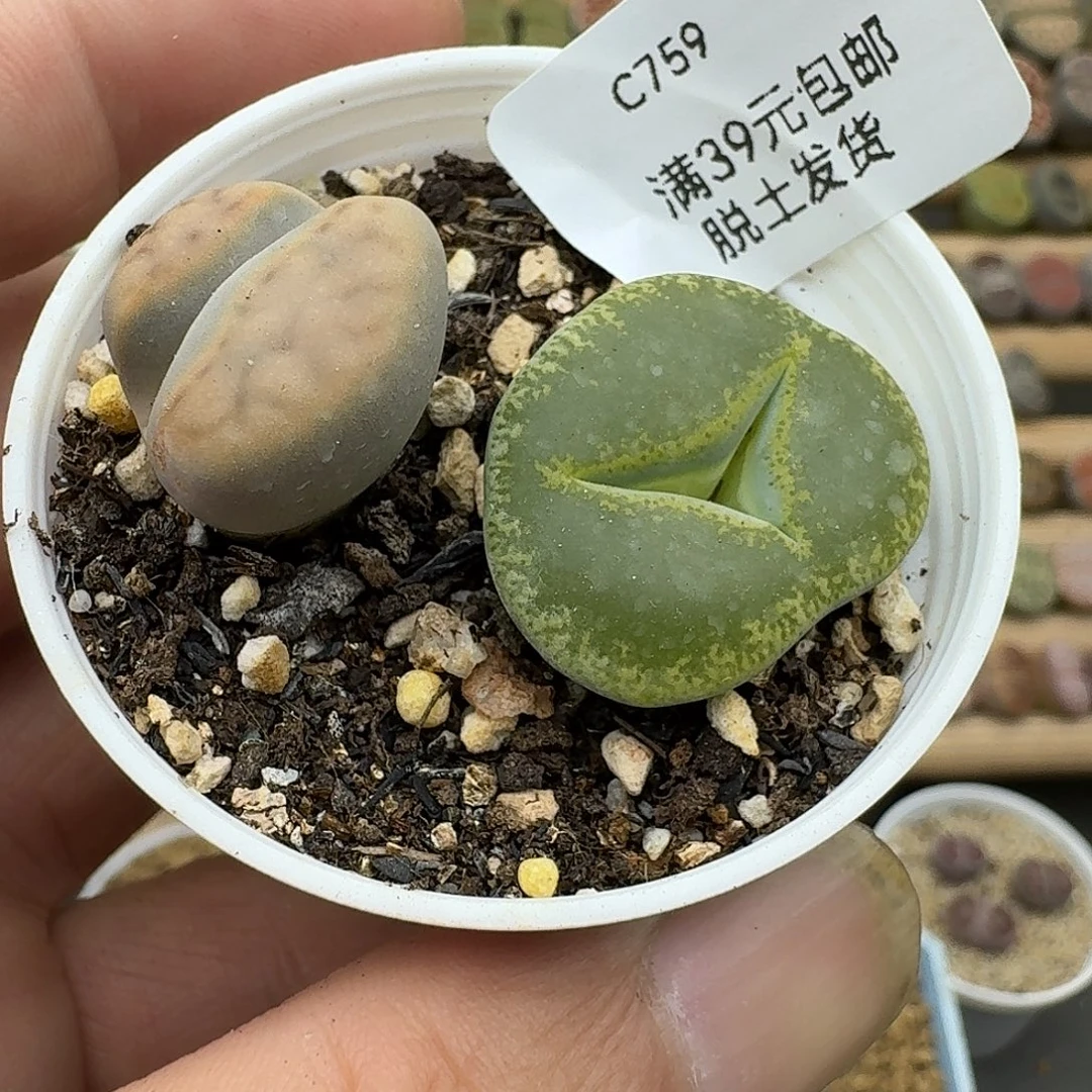 759多肉姐姐家哈哈哈哈