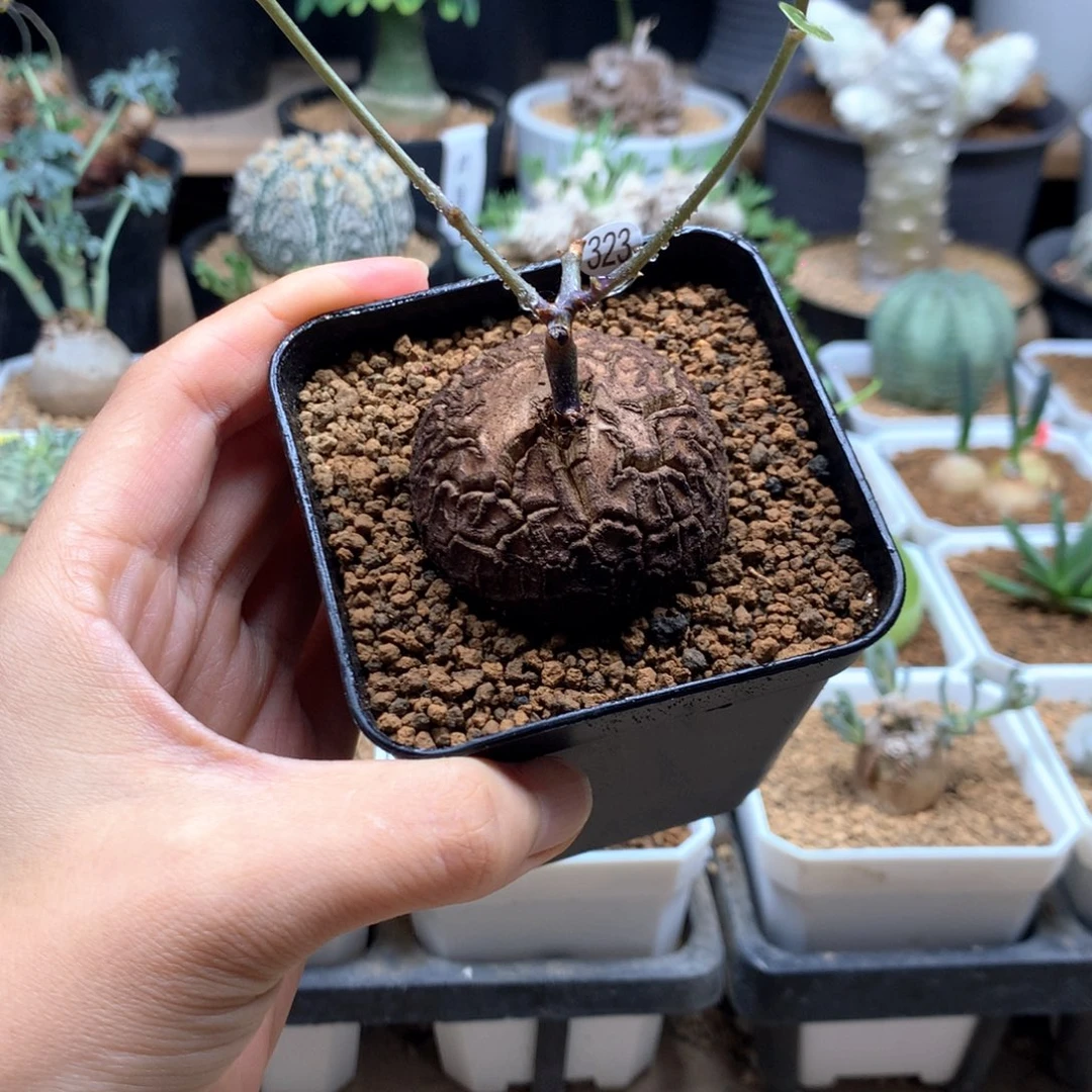 南非龟甲龙带盆4.3cm