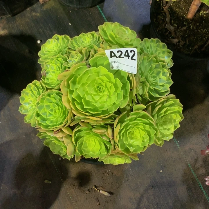 小***事无花朵轮回24200000000