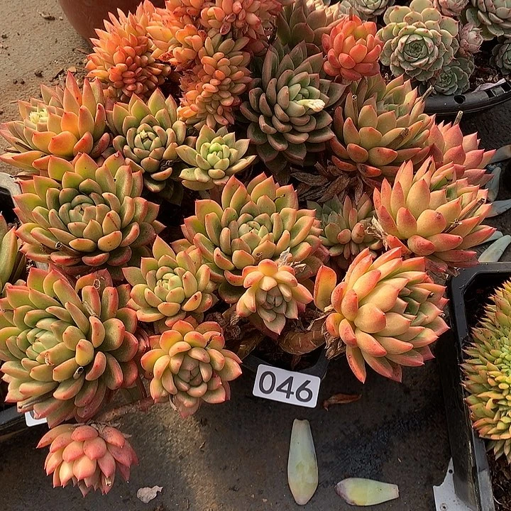 46缀 一物一拍多肉