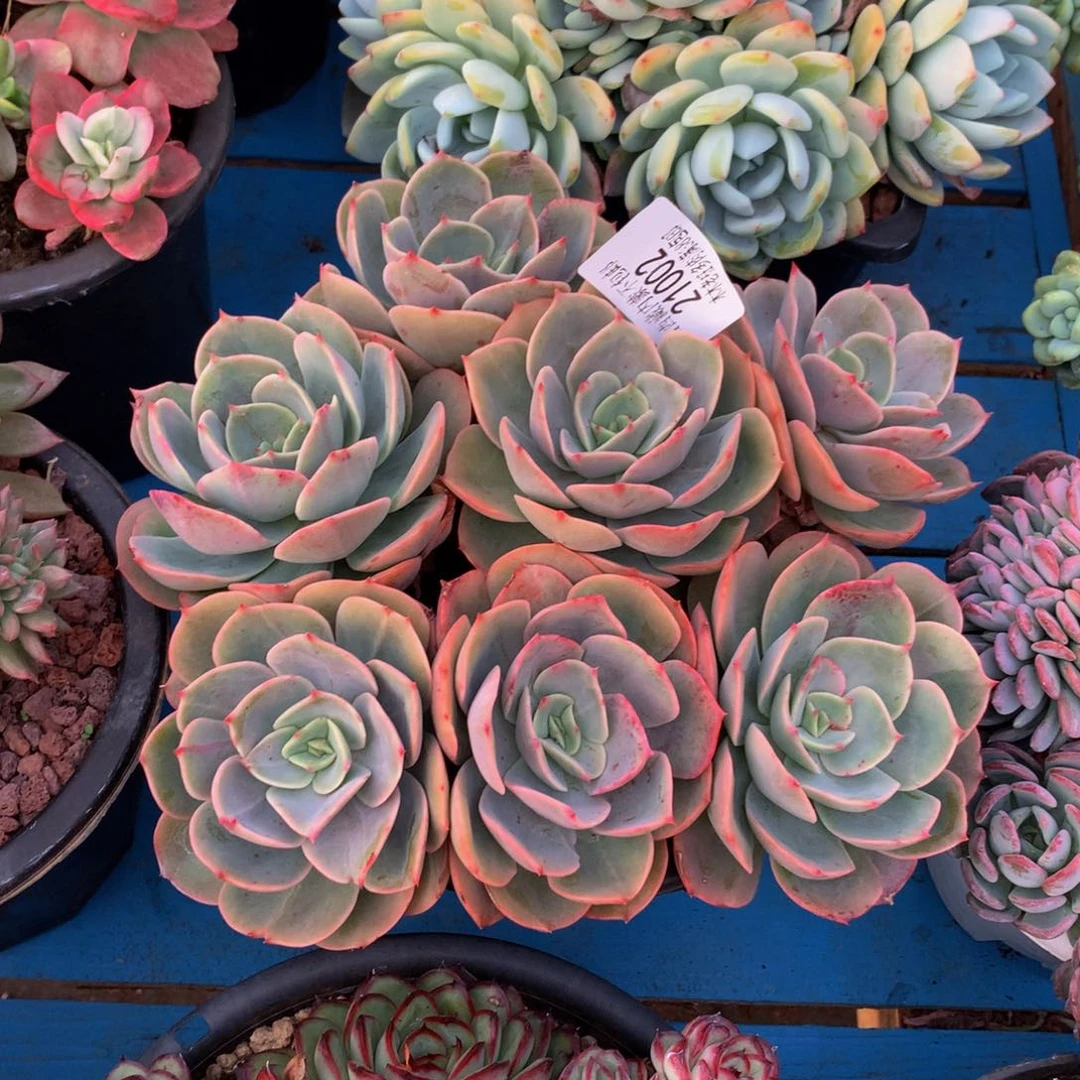 微**）   白雪公主21002