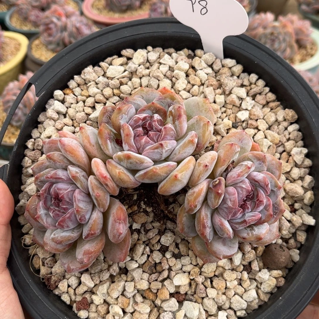 3头自然群哈哈哈哈哈哈哈