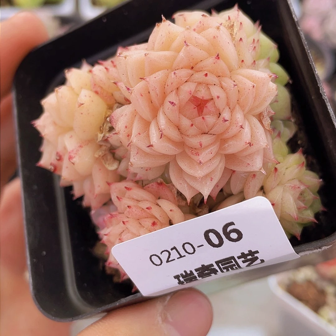 000000000000006量拍