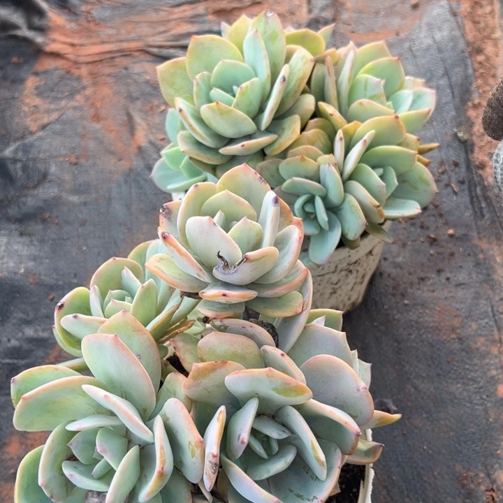 小***鱼云欣多肉植物两颗小白凤