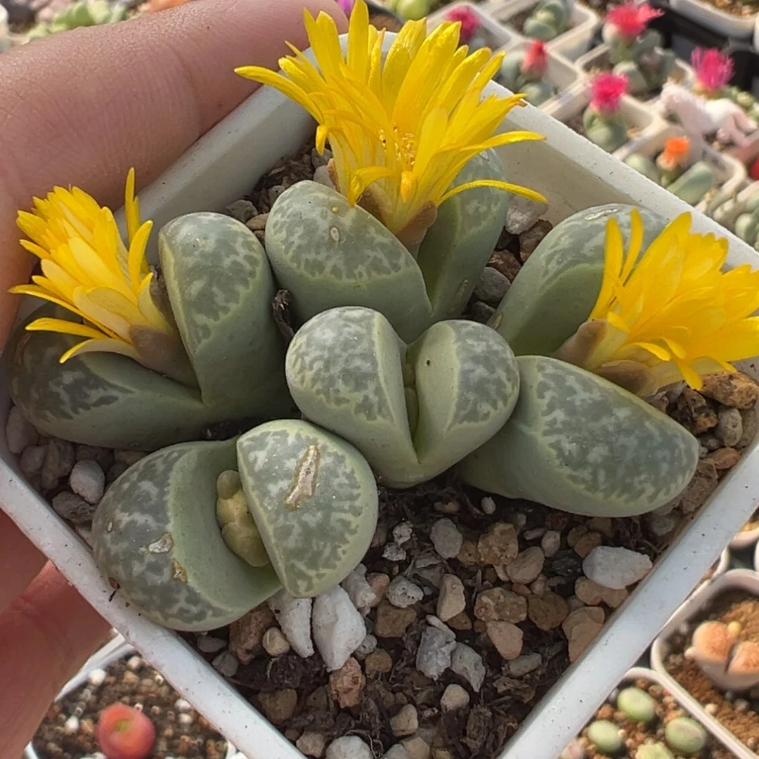 051多肉植物种类多样