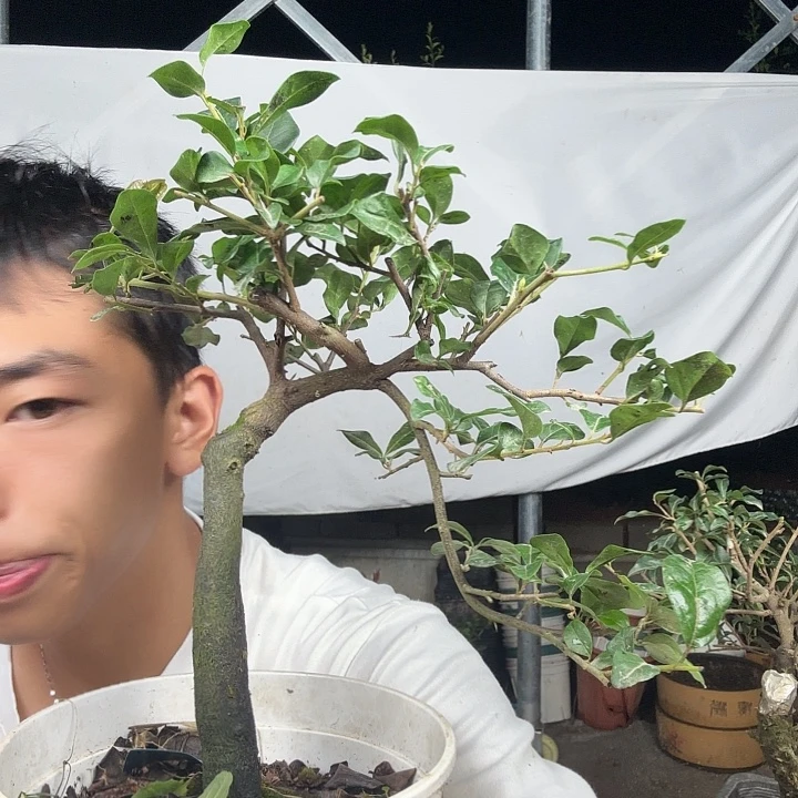 每***悟无花朵金蛋子容易成活