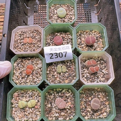 2307清框特价10盆彩套带盆土