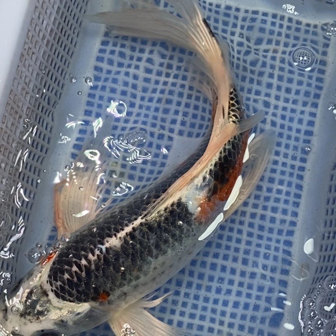 锦鲤冷水锦鲤包邮