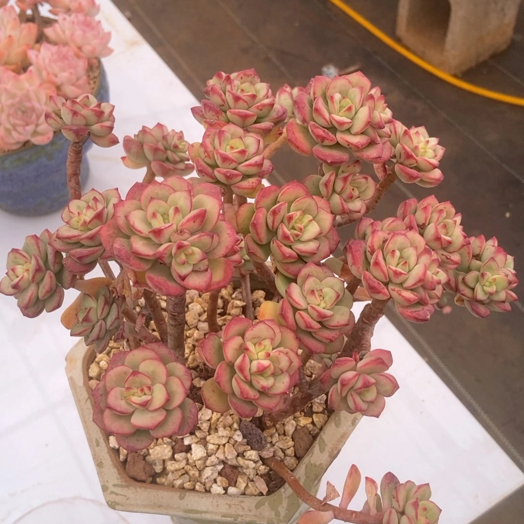 探戈无砍多肉多肉