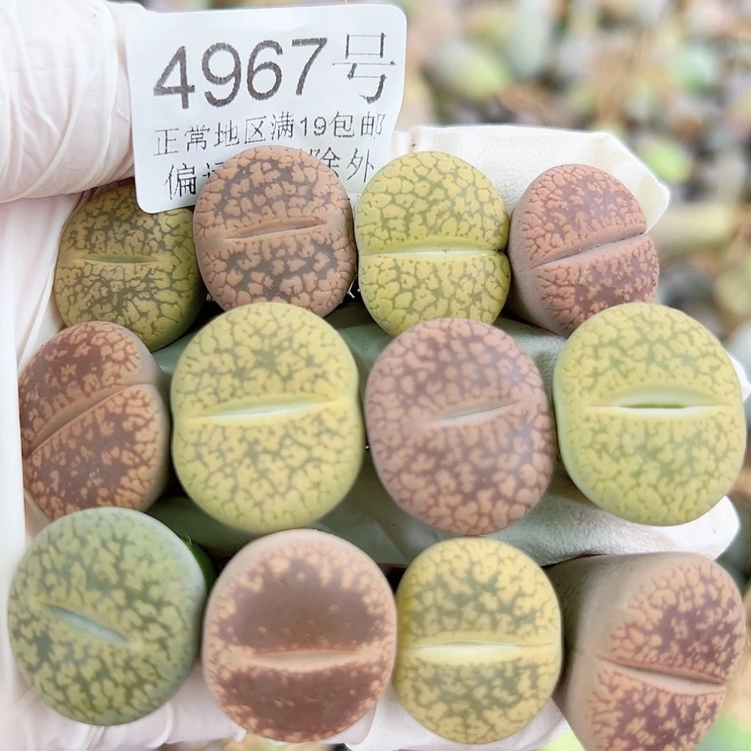 4967 好养易活生石花大母本12个2cm左右