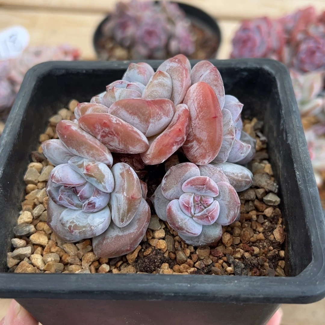 四头短肥圆粗腿紫心