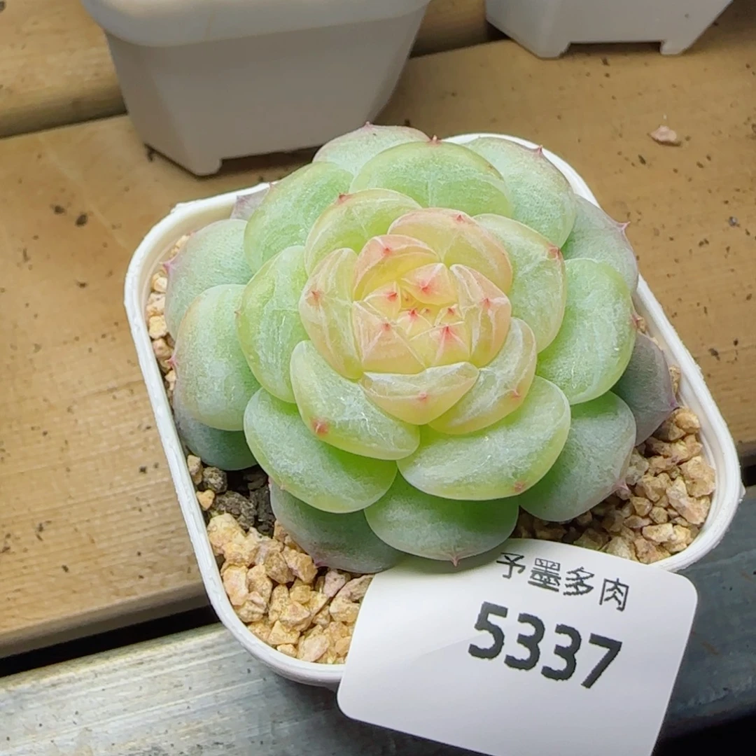 白玉珍妮，5337多肉植物