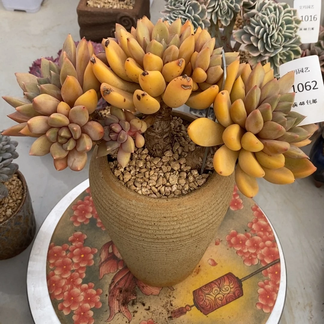 象牙群生多肉多肉062