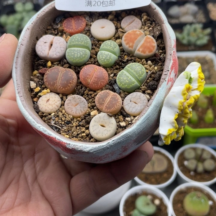 扑*扑扑 代发热力饿绿色蓝111