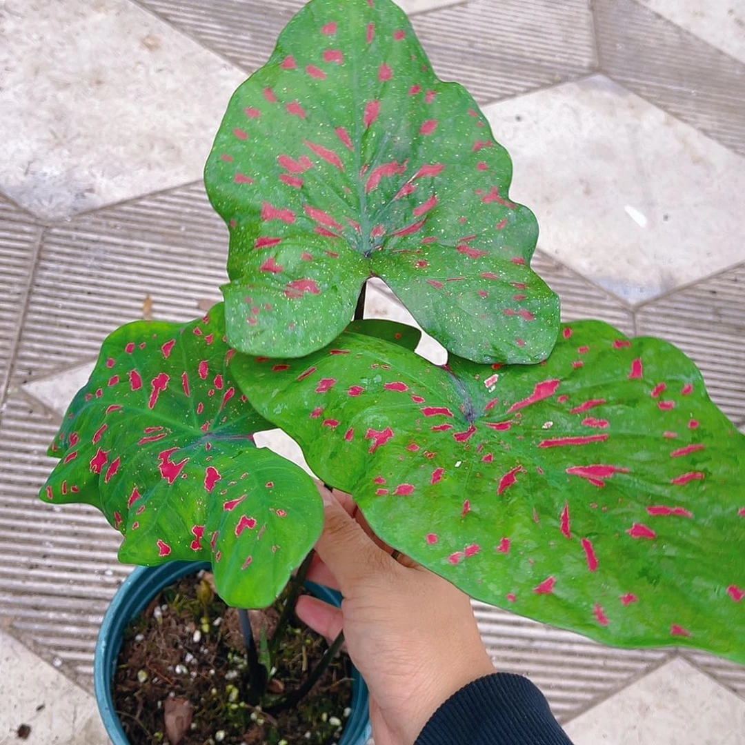 完全开放泰彩一物一拍440