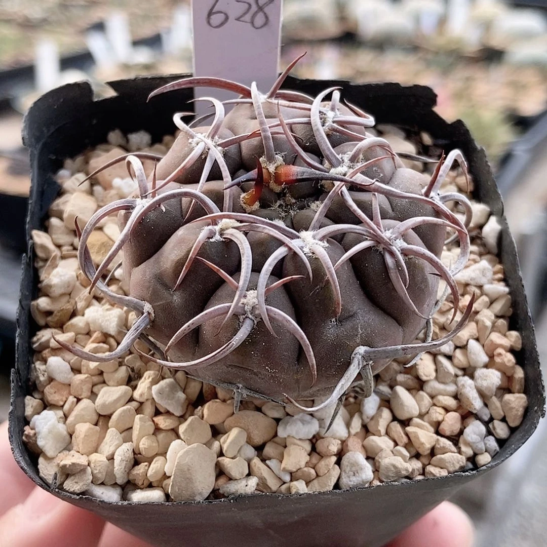 仙人球 守金摩天龙 实生 4.5cm