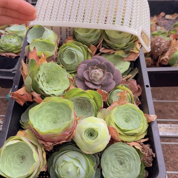 无花朵十八颗玫瑰➕花篮888888