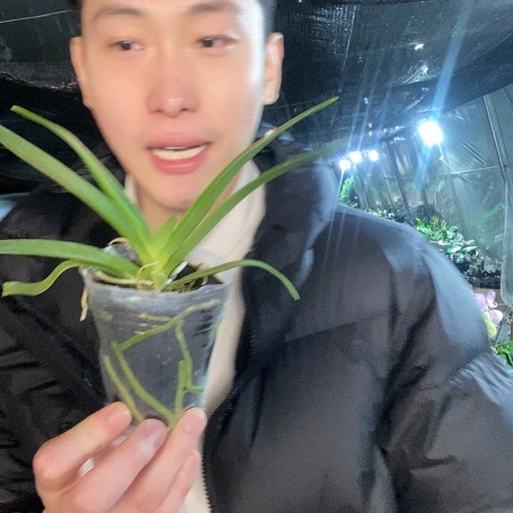无花朵小慧子蝴蝶兰
