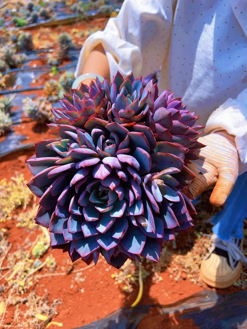 外播群生赫拉        多肉植物