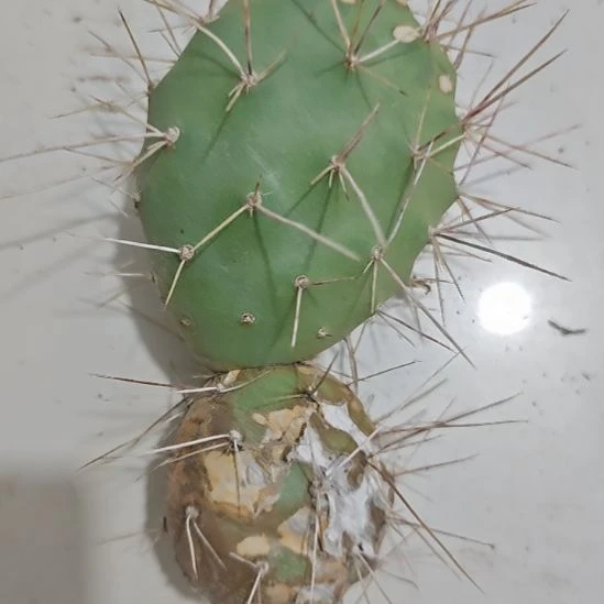 一物一拍，两头仙人掌！