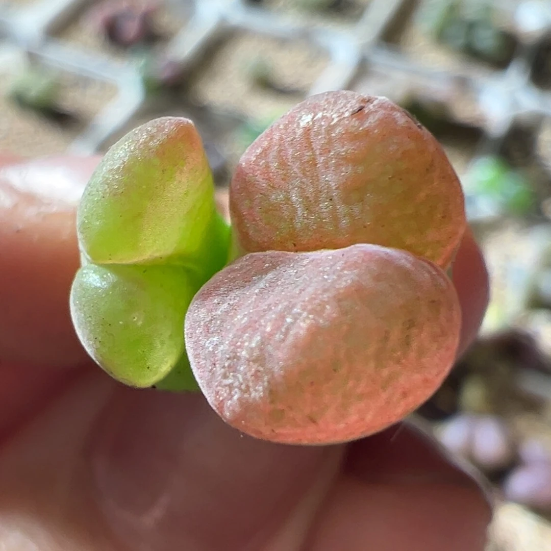 优选。翻窗 精品。 好看。