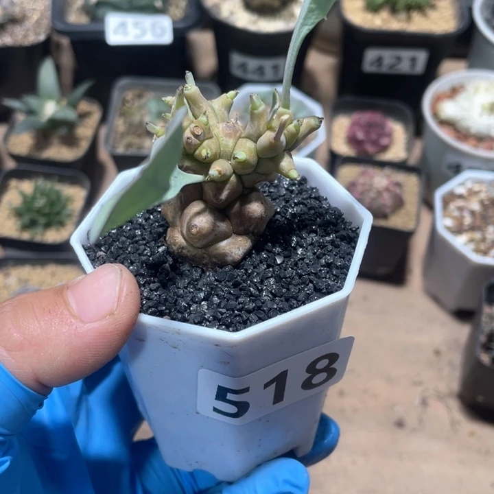 大*518大油蛮鬼塔厚墩菊