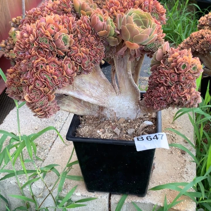 玫瑰朵朵脱土发货啊