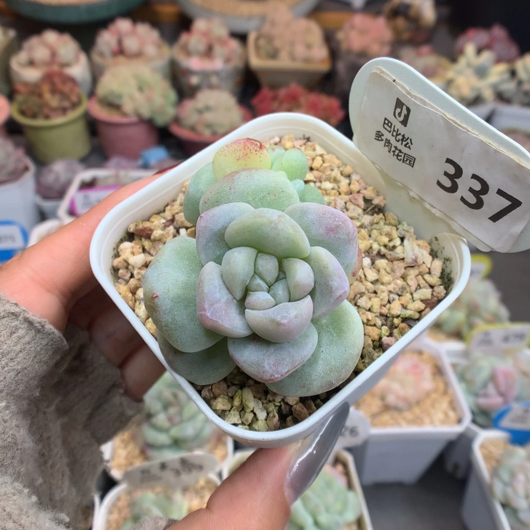 337冰玉石化多肉植物