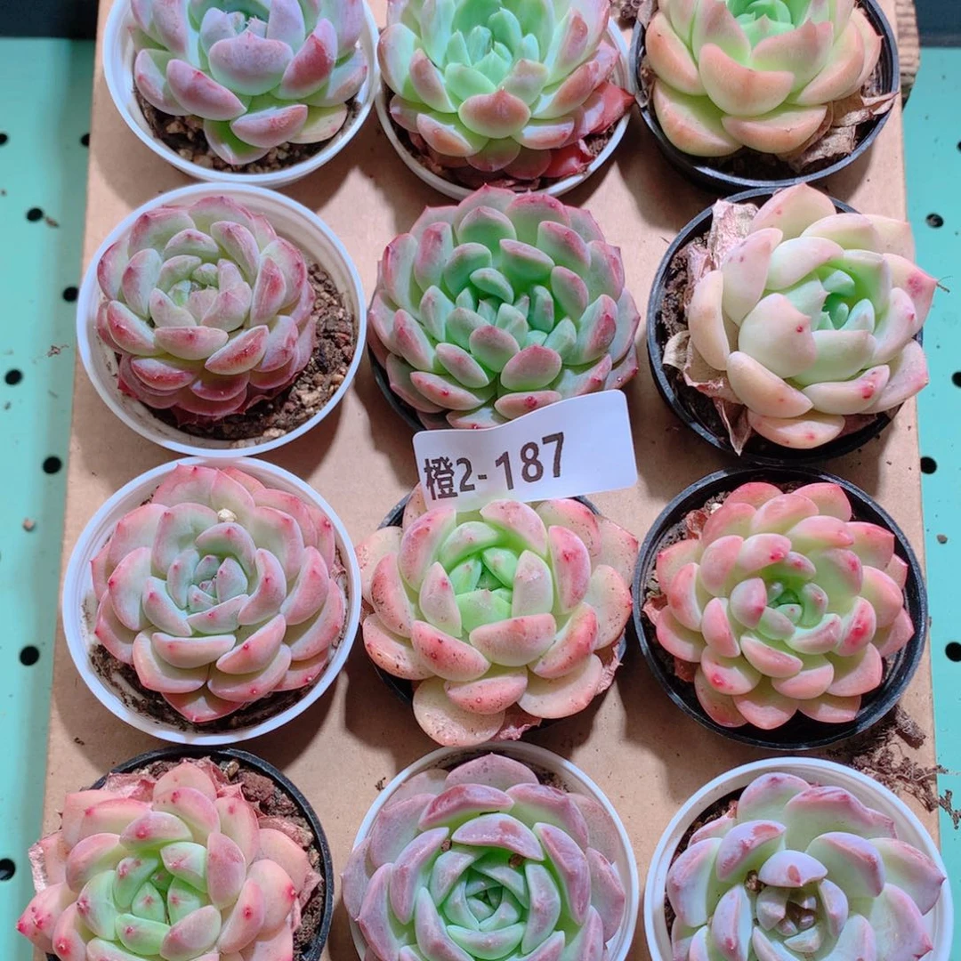 2-187一物一拍带盆18颗