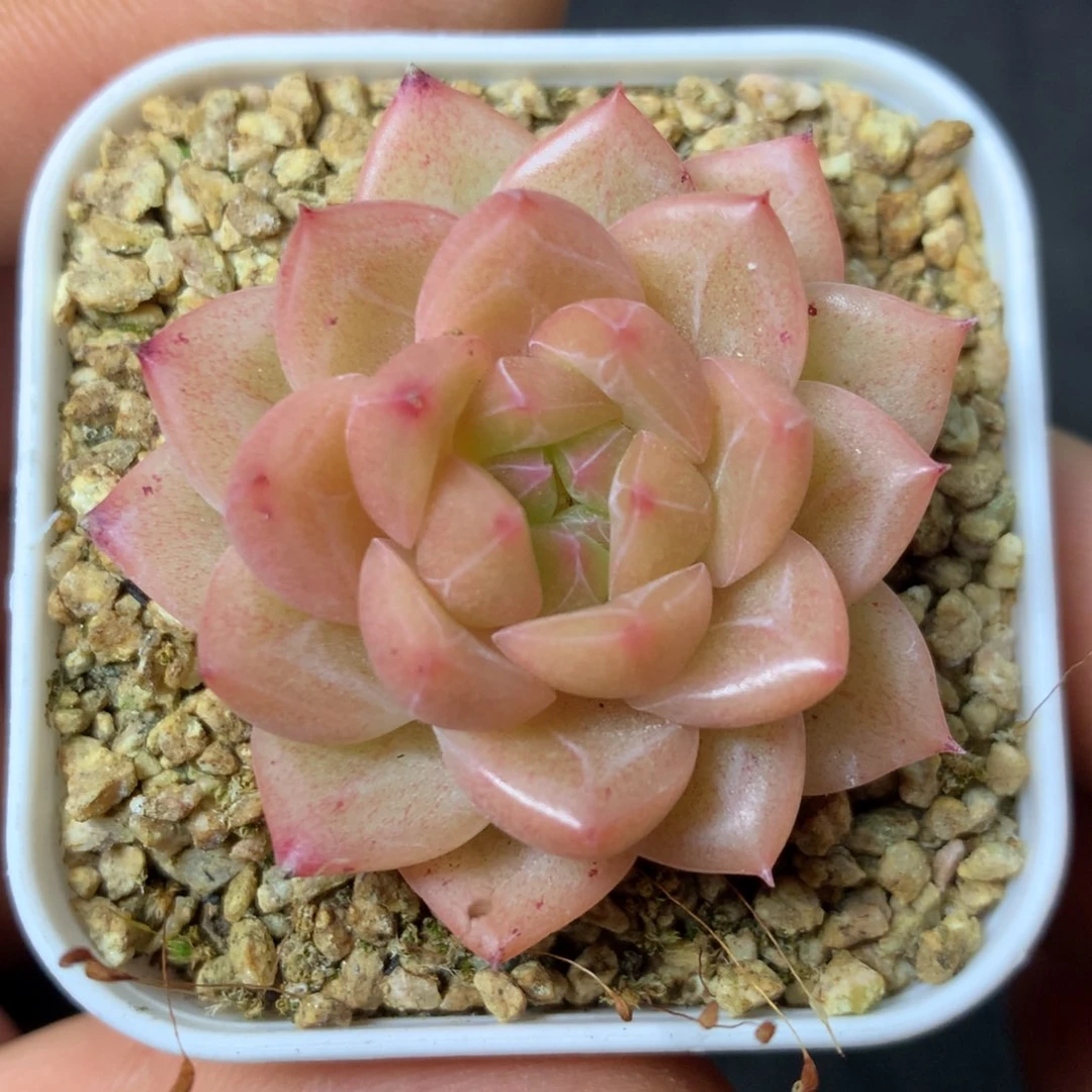 11 精品多肉一物一拍