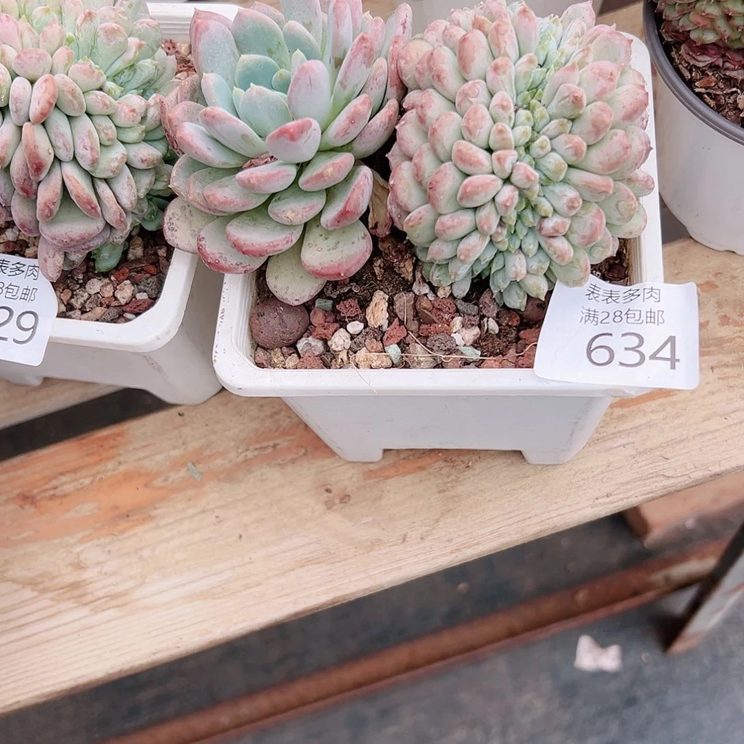 无花朵暮****?多肉一物＿拍634