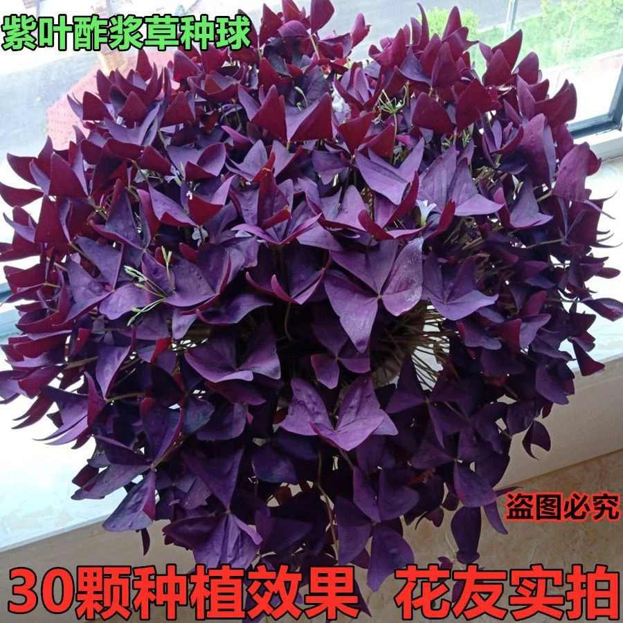 紫叶酢浆草红花酢浆草三叶草幸运草懒人养花易种植四季绿化种球根