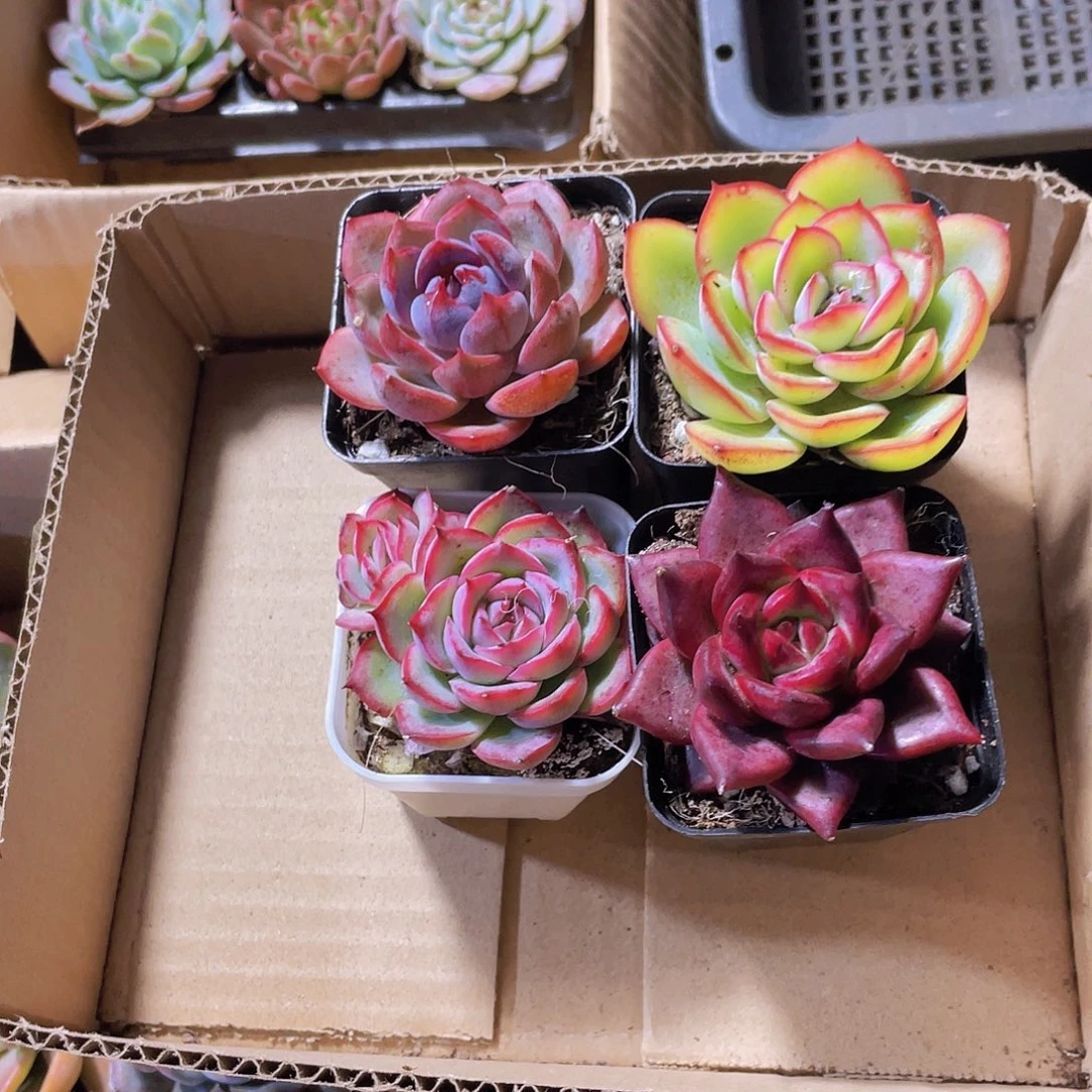 侧影+罗宾+蓝莓+晨露