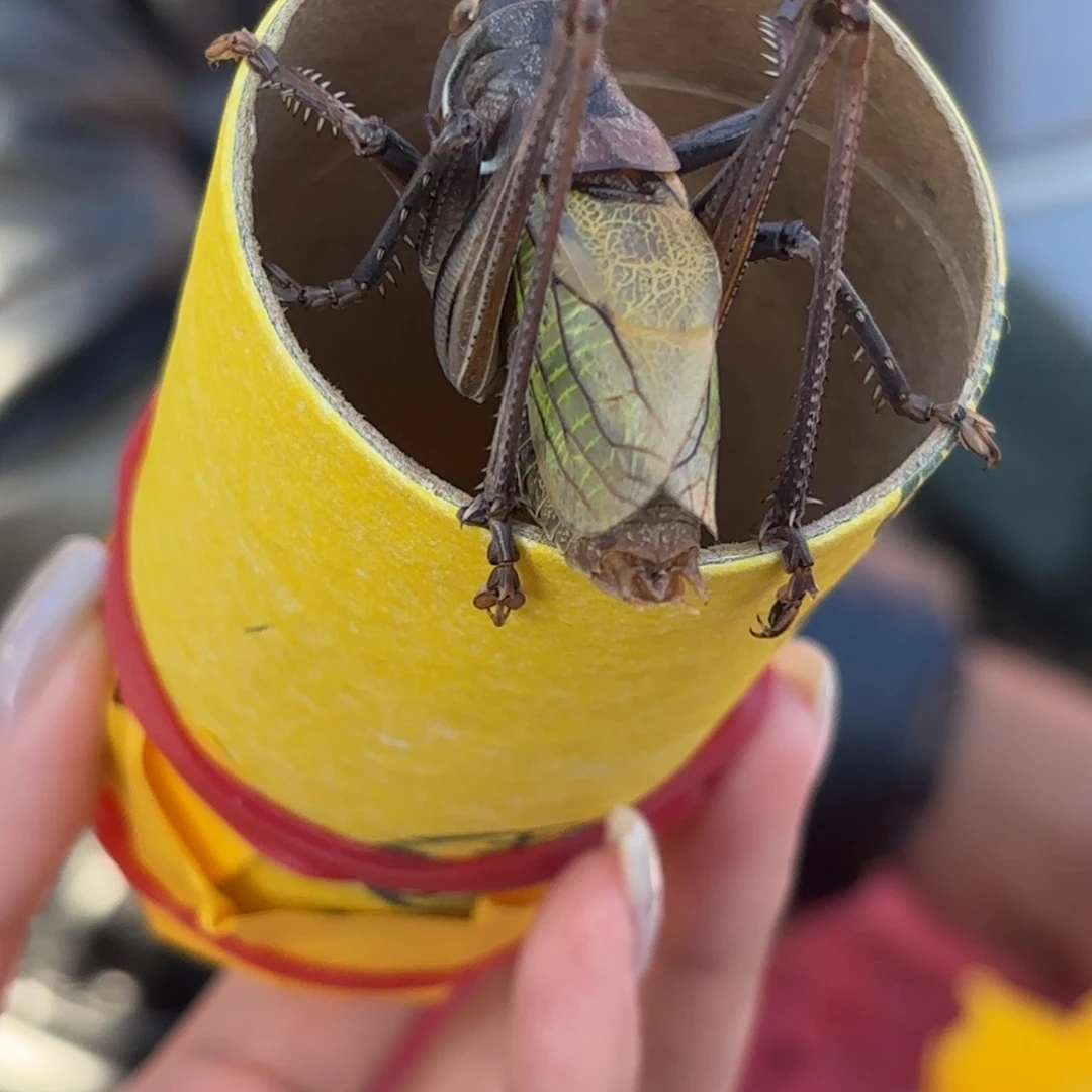 大***鲁蝈蝈蝈蝈福福价格