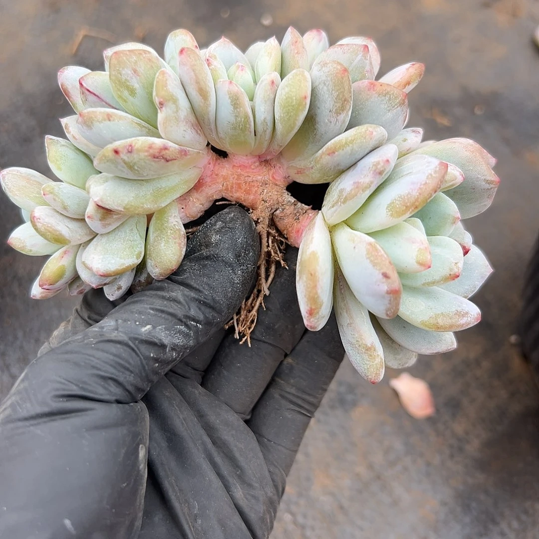 鱼*丫鱼丸00000000000