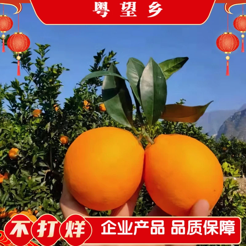 粵望乡大凉山雷波脐橙新鲜现摘脆甜多汁富含VC产地直发包邮、