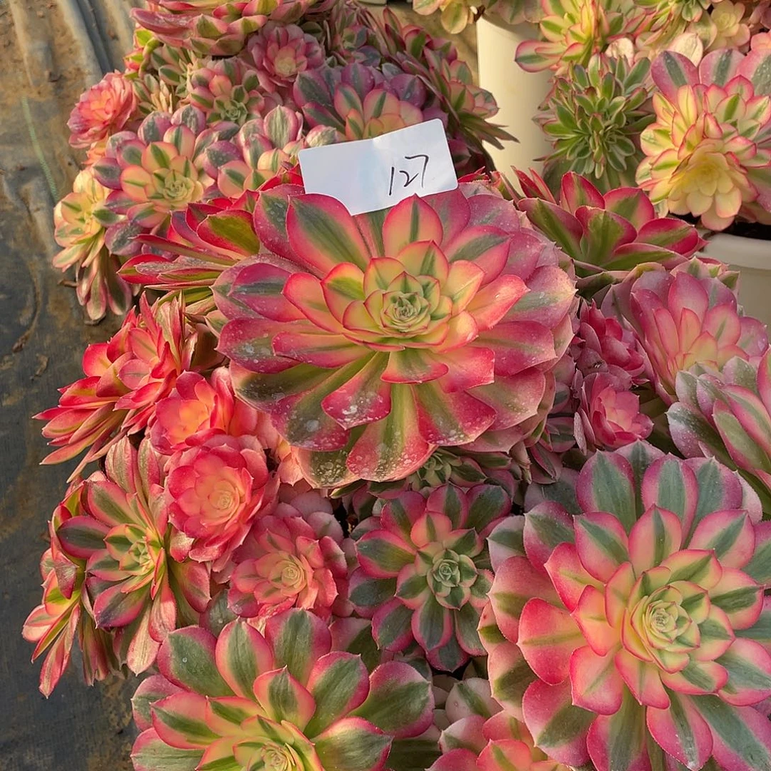 禅***味12711111111111111111