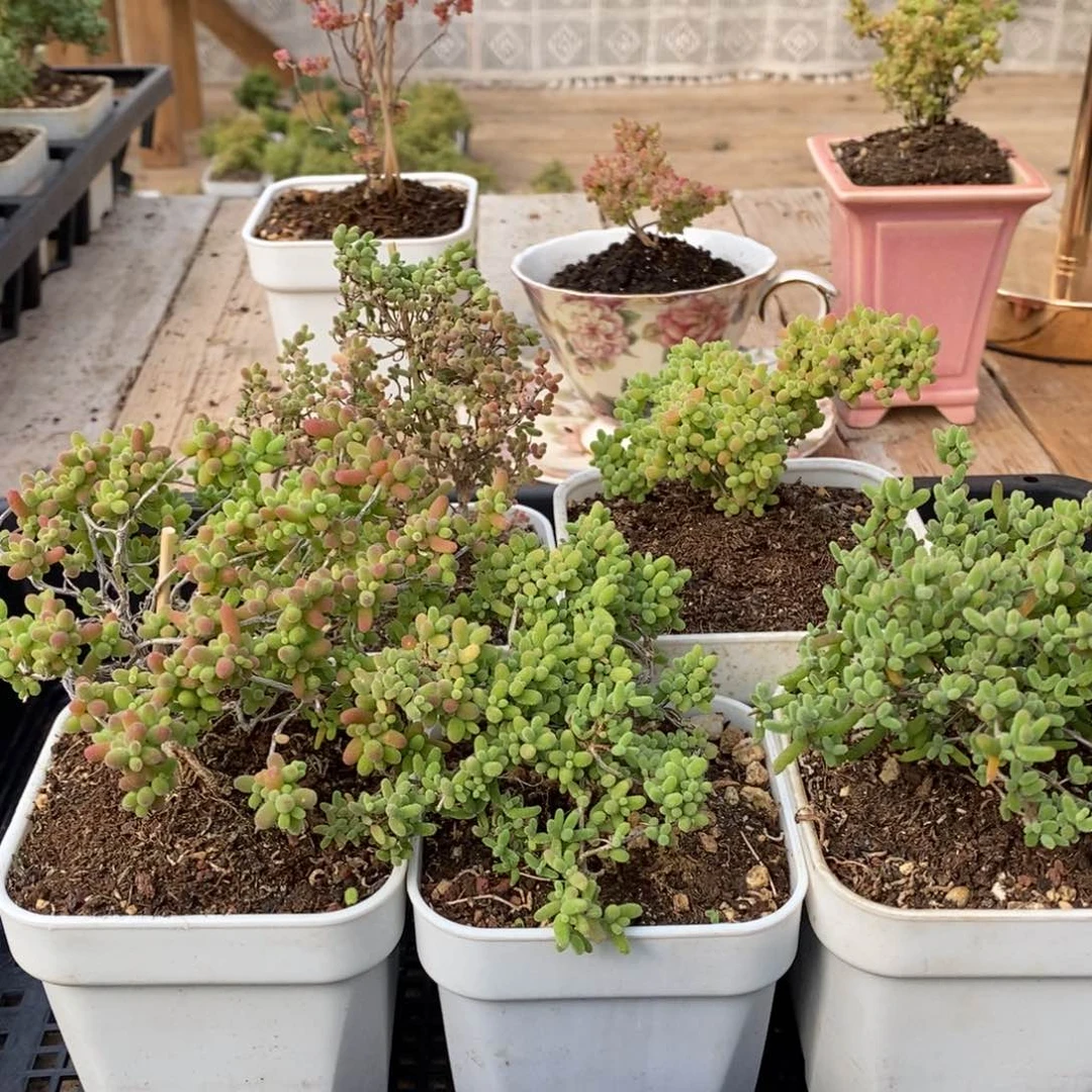 蜜桔糖球来了哦029