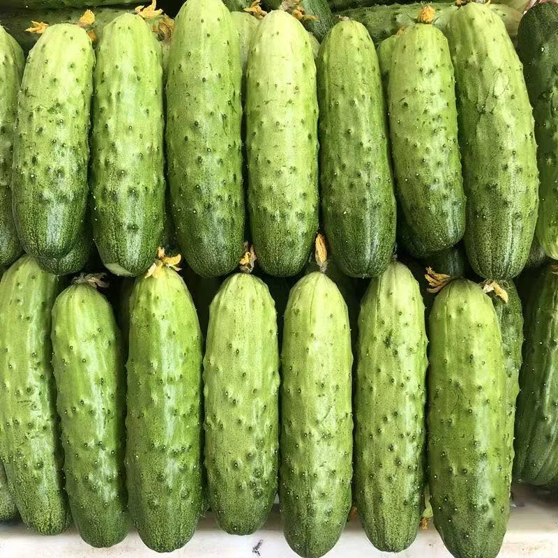 东北新鲜旱黄瓜水果蔬菜绿黄瓜脆皮黄瓜小黄瓜