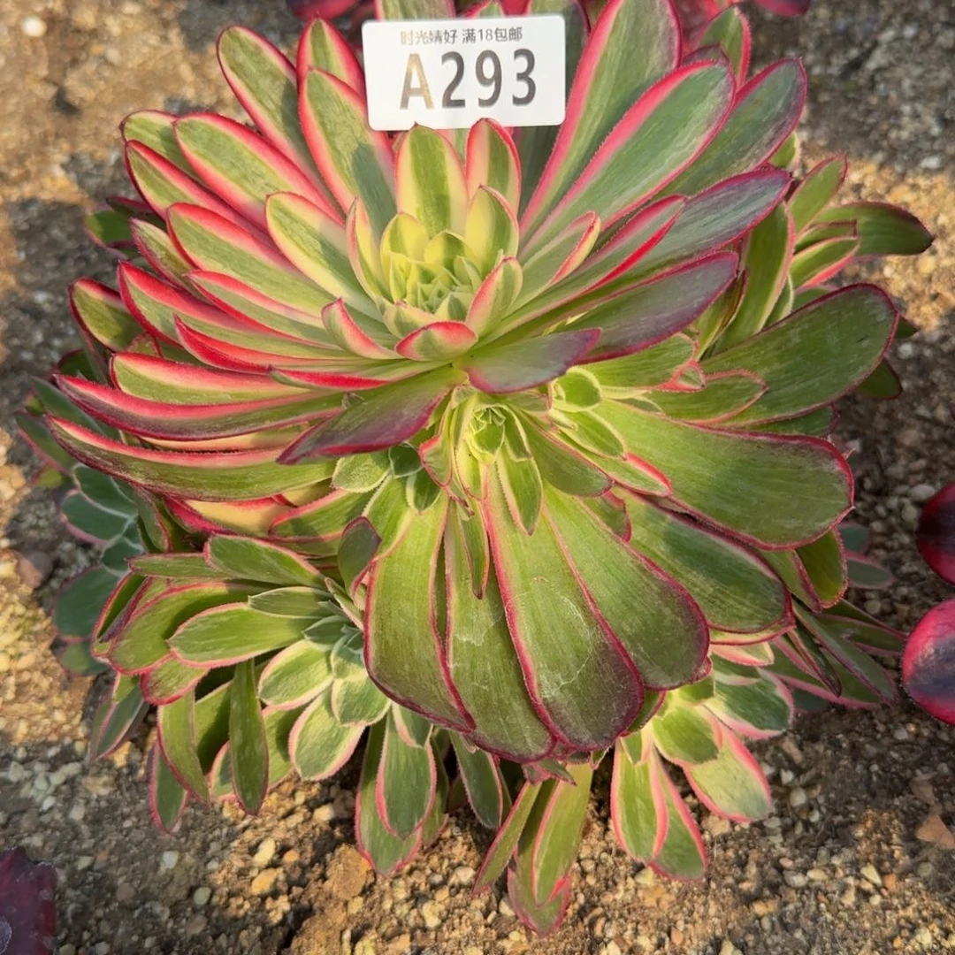 293孔雀翎。多肉植物