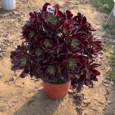 18-110金丝多肉植物