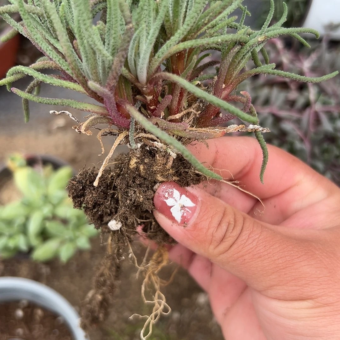 多肉植物天赐块根
