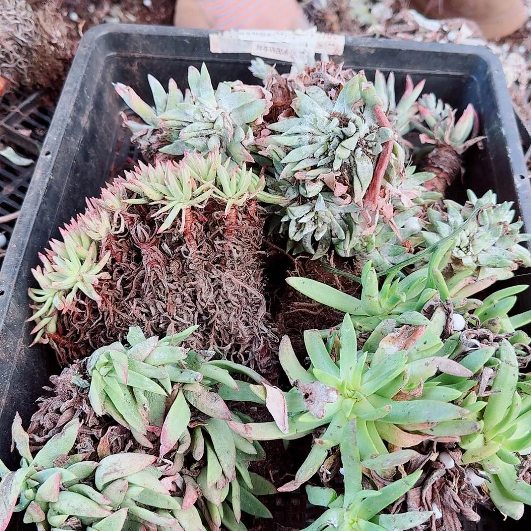 1936瑕疵框拍不售后