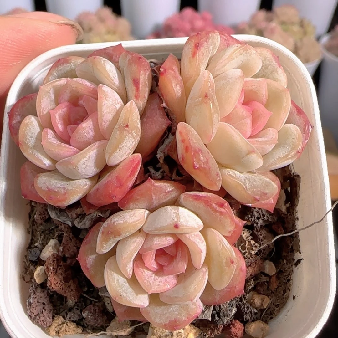 多肉0105-209融晶