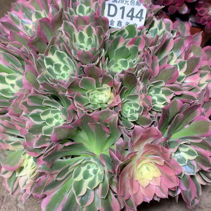 清*果144多肉植物一物一拍