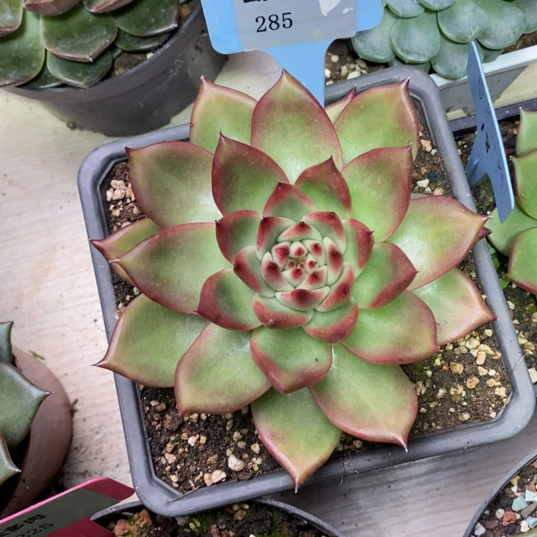 x285-直播福利 红钻